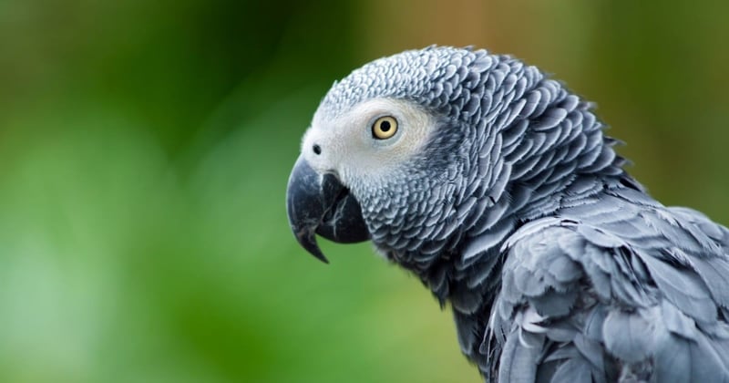 Healthy Pet Parrot