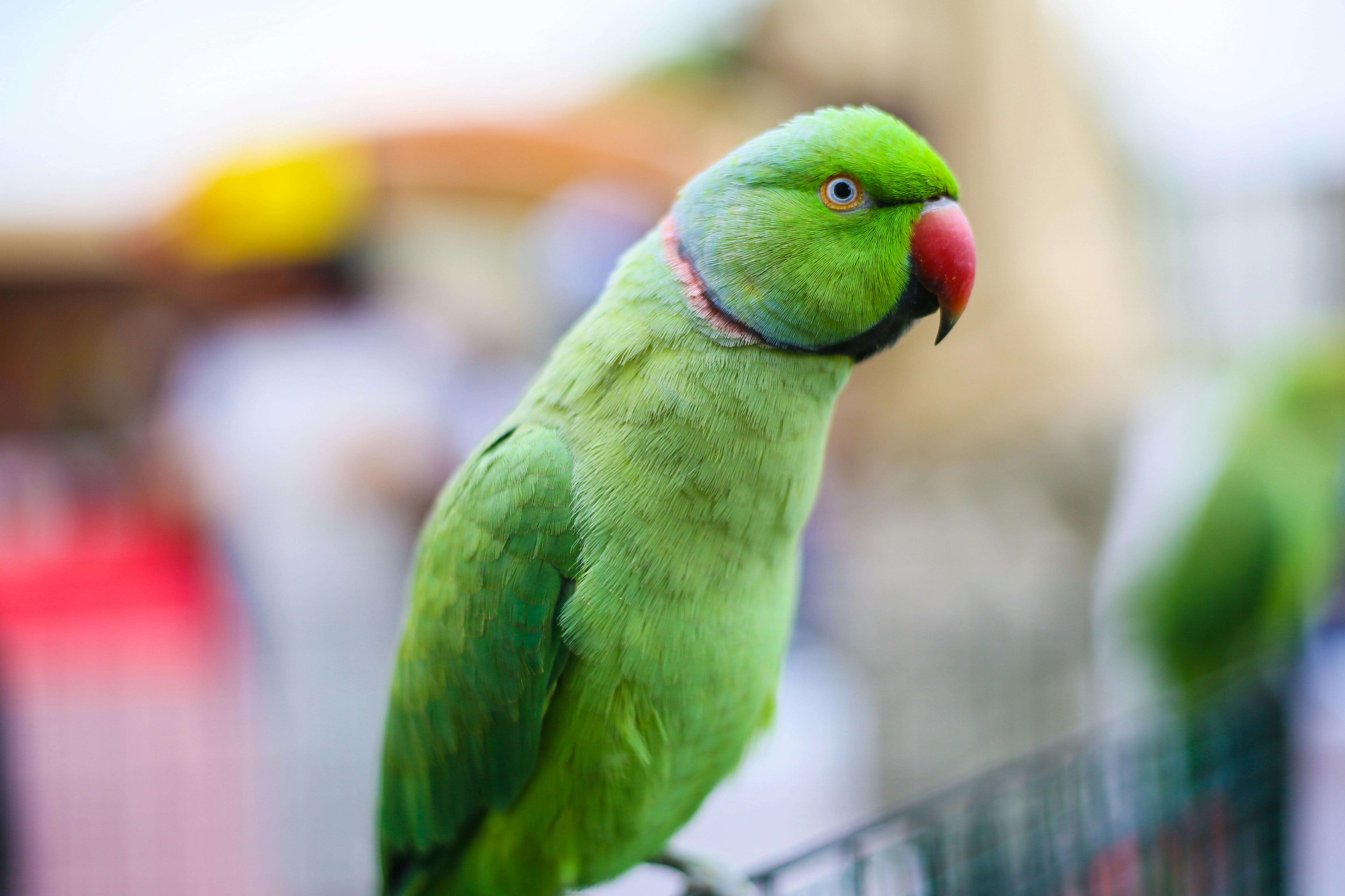 Parrot Lifespan