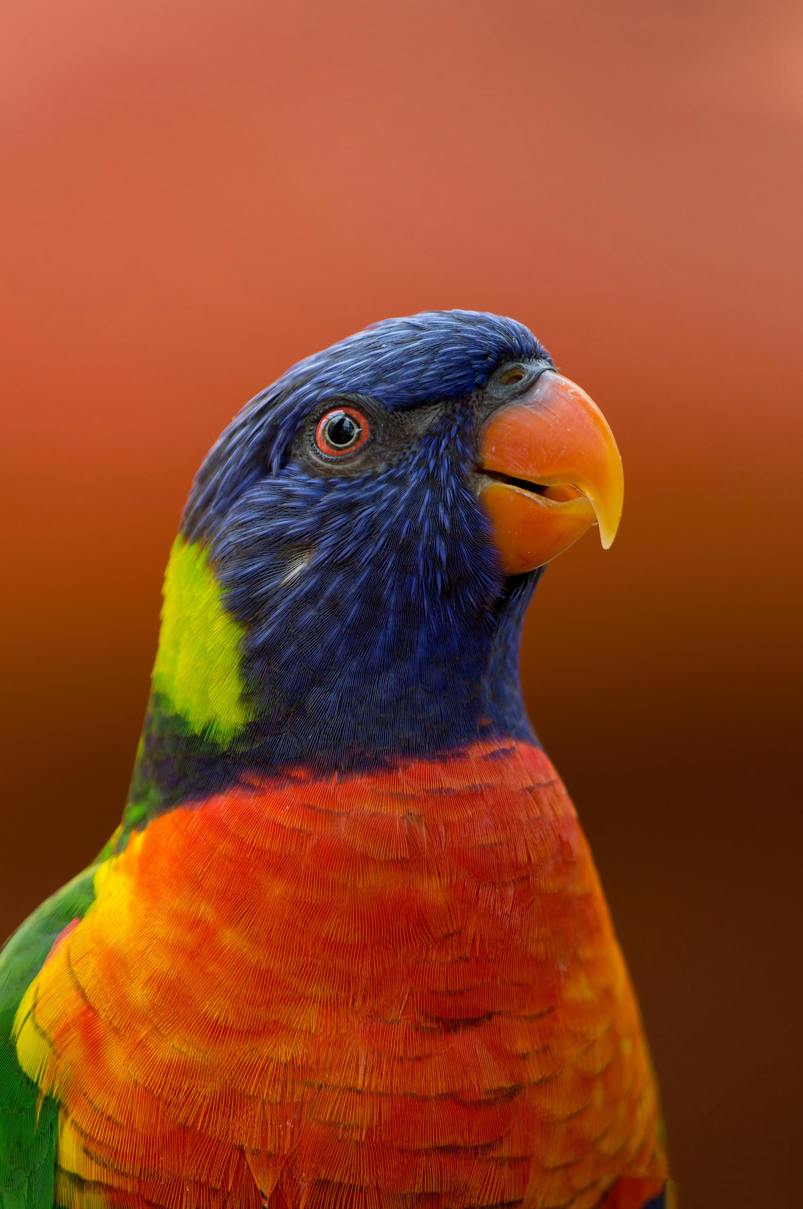 Parrot Feet
