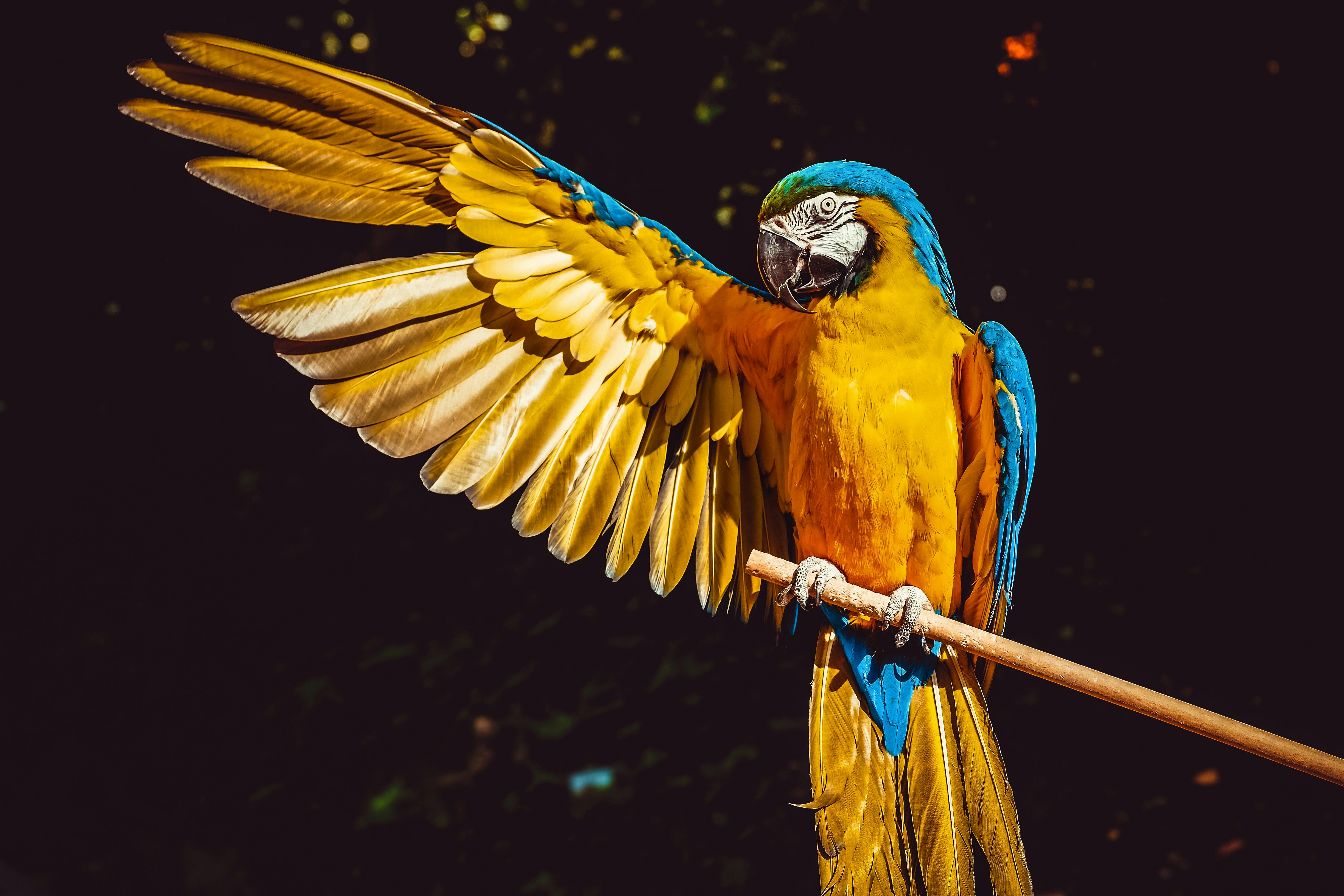 Best 5 Current Choices for Caring for Parrot Fish in 2025