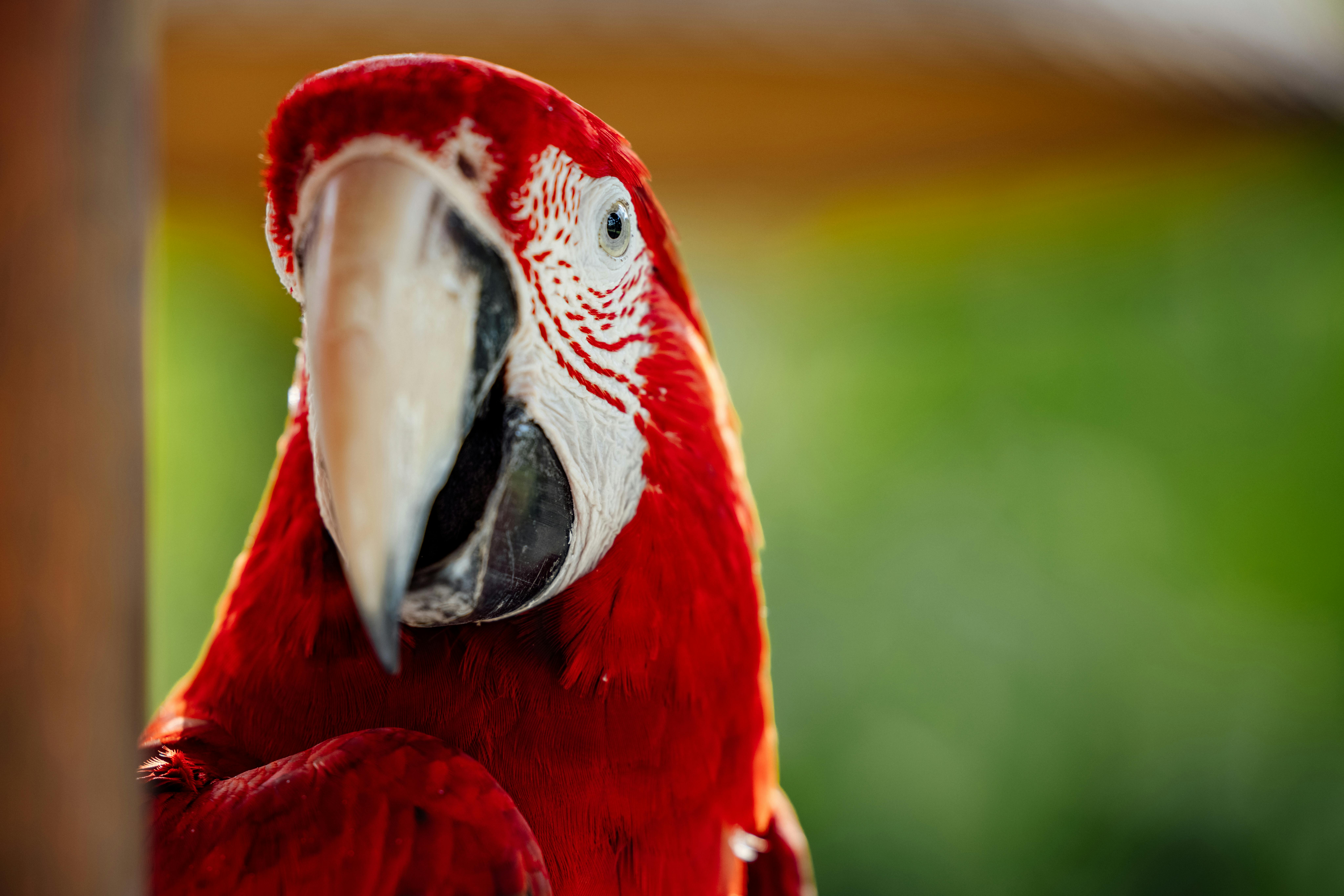 White Parrot
